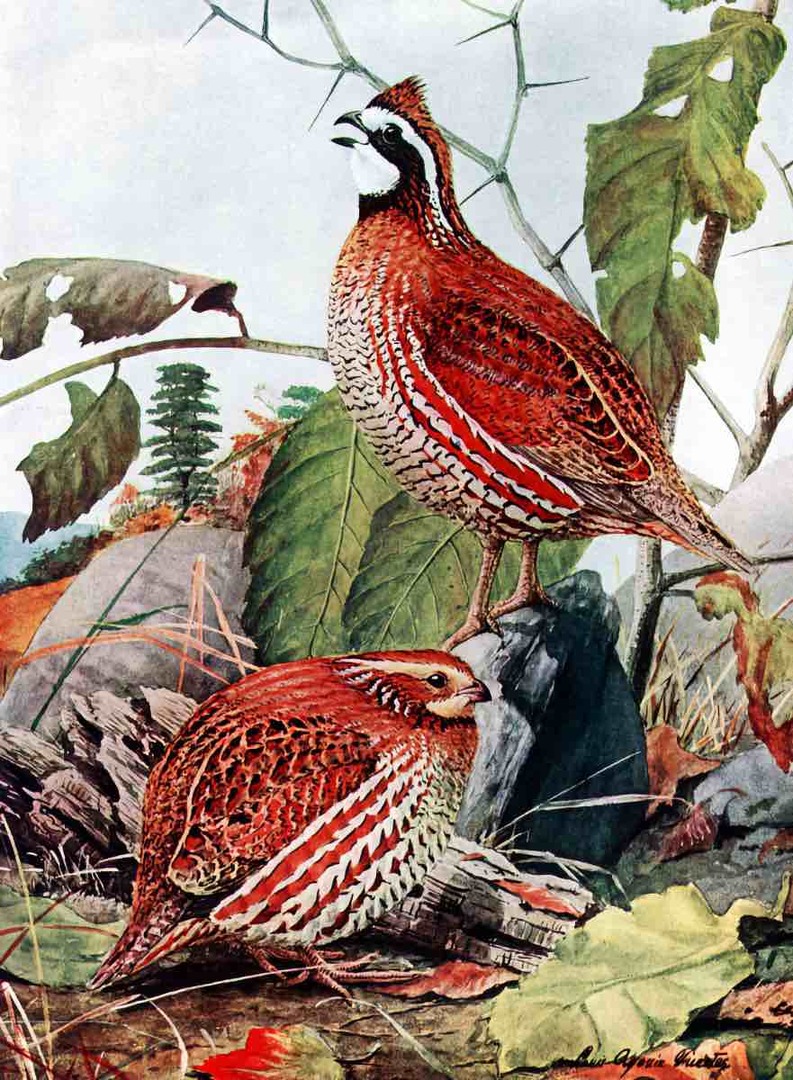 Bobwhite Quail