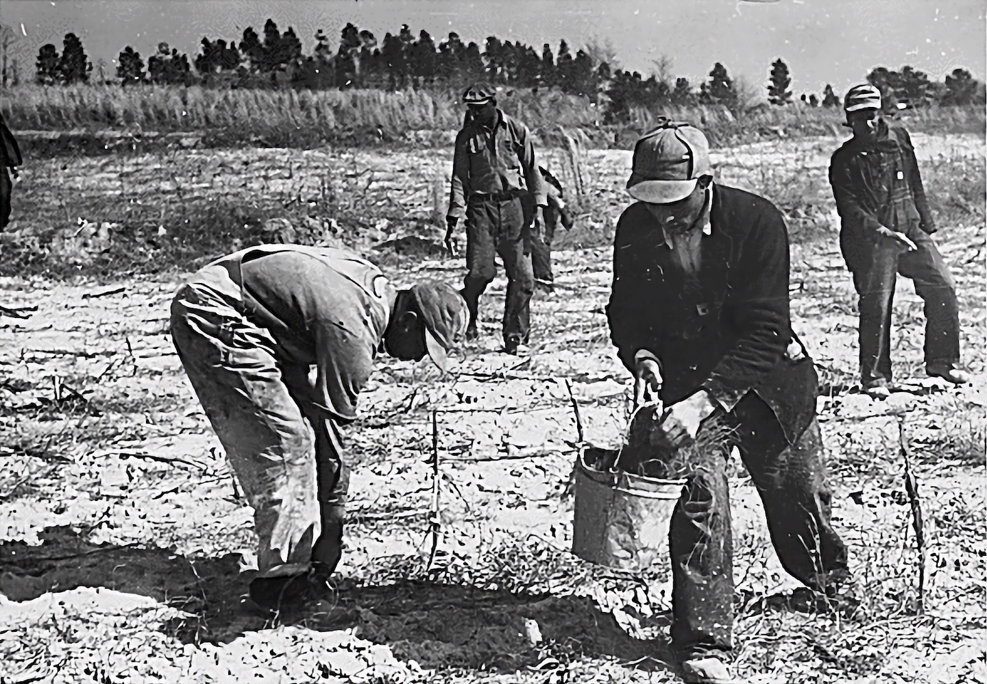 Clearing Brush