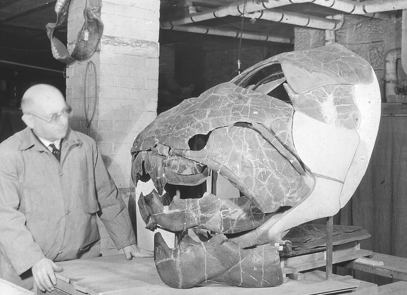 Peter Bungart Reconstructing a Dunkelosteus Terrelli