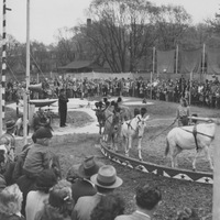 Zoo Circus, 1947