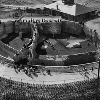 Lion and Tiger Exhibits, ca. 1960