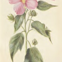 The Swamp Rose-Mallow of Brecksville Reservation